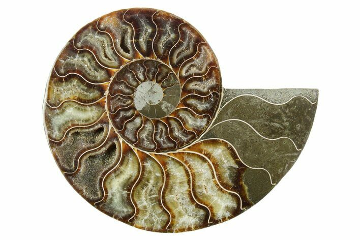Cut & Polished Ammonite Fossil (Half) - Madagascar #347528